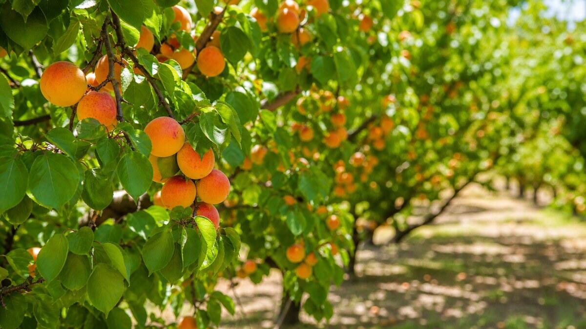 QUIQQER 2.24 – Sommerlicher Aprikosenhain Reife orangefarbene Aprikosen zwischen frischen grünen Blättern in einem sonnigen Sommerhain