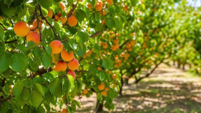 Reife orangefarbene Aprikosen zwischen frischen grünen Blättern in einem sonnigen Sommerhain