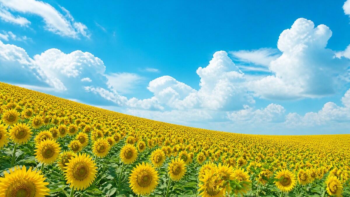 Weites Sonnenblumenfeld unter hellen weißen Sommerwolken