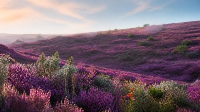 Violette Heidelandschaft mit silbergrünem Bewuchs im hellen Morgenlicht