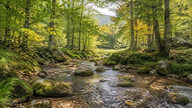 Klarer Waldbach zwischen moosbewachsenen Felsen im warmen Morgenlicht