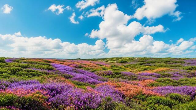 Weite violette Heidelandschaft mit korallenfarbenen Blüten unter hellem Sommerhimmel